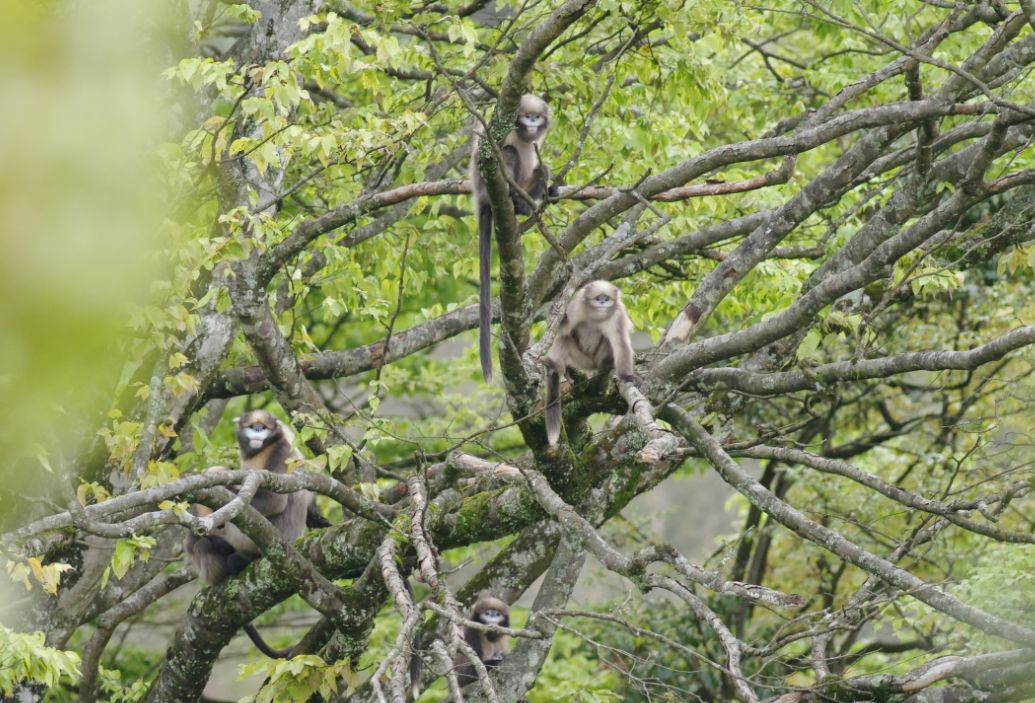每只黔猴都需要一包“去污粉”