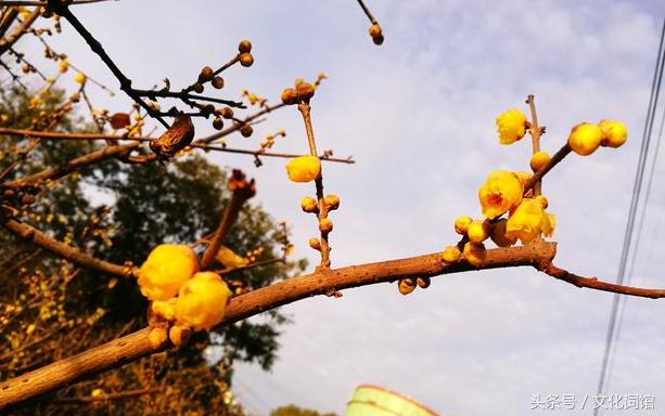 赞美腊梅的诗句,腊梅古诗有哪些