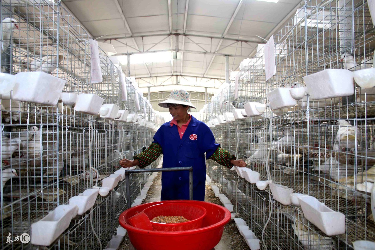 新配对上的鸽子大概多久会下蛋,鸽子配对成功后不下蛋是怎么回事