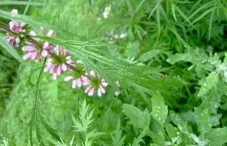 带你看看农村的野花野草,农村常见的野花野草全都认识