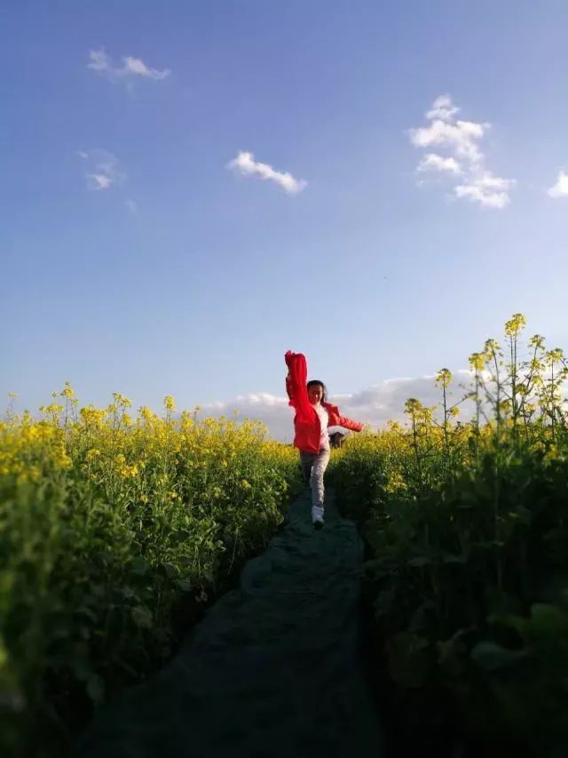 尼苏油菜花,快来打卡油菜花