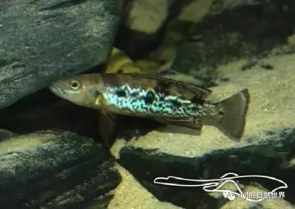 「鱼标本戏说非洲慈鲷」第二章：威严庄重的坦湖酋长——大型炮弹