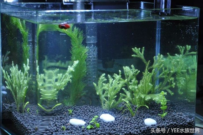 鱼缸过滤用海绵好还是过滤棉好,1.5米鱼缸过滤系统制作教程
