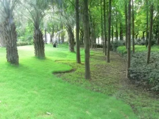 上海100个公园图片,上海有哪些免费的国家级公园