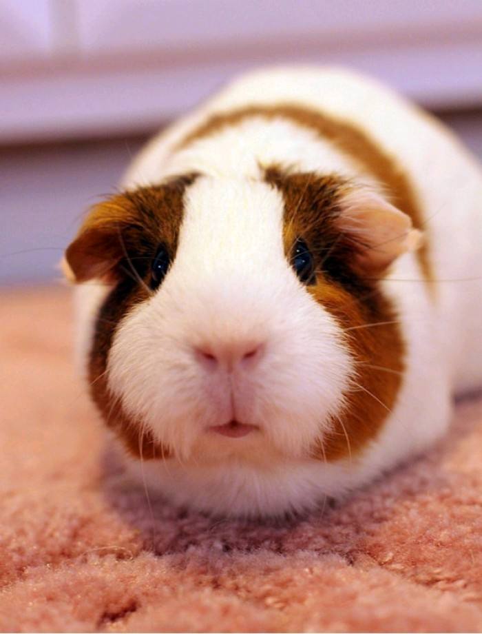 你适合养什么宠物图片大全,你适合养什么小宠物程序