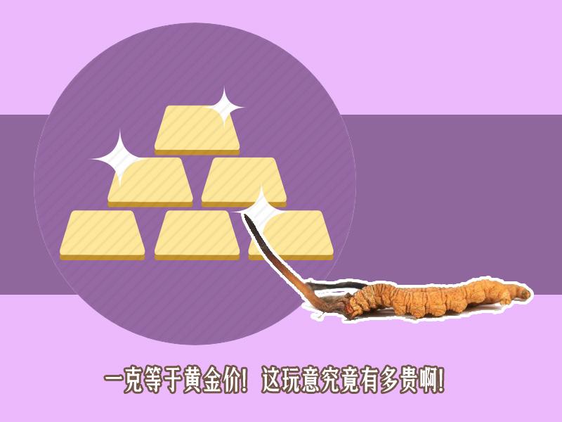 冬虫夏草为什么比黄金贵 (冬虫夏草为什么那么贵像黄金一样)