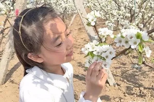 借鉴青岛发展全域旅游经验,莱西全域旅游