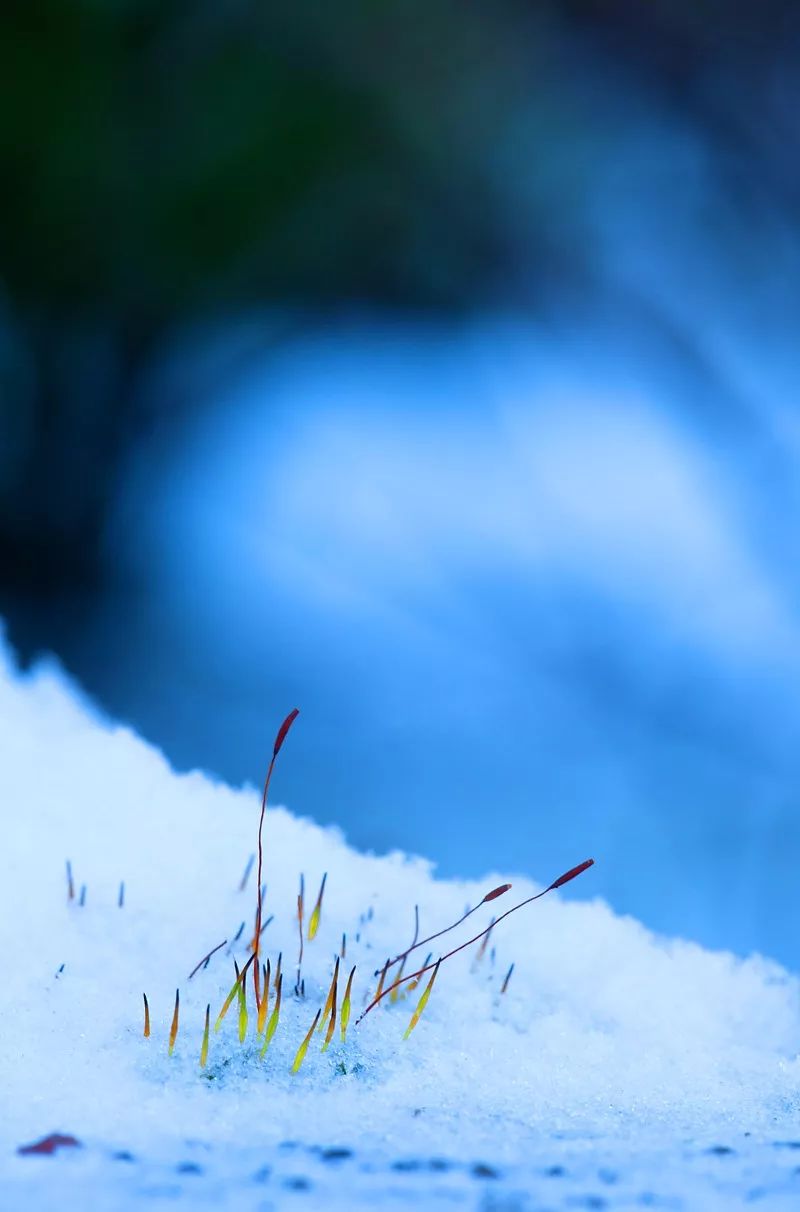 明日大寒七律,明日大寒愿你三冬暖春不寒