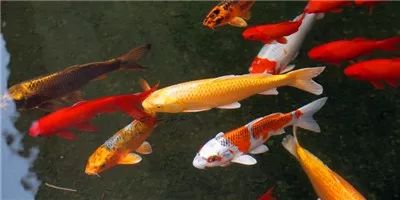 锦鲤生病喜欢头朝下什么原因,锦鲤生病的症状的图片大全