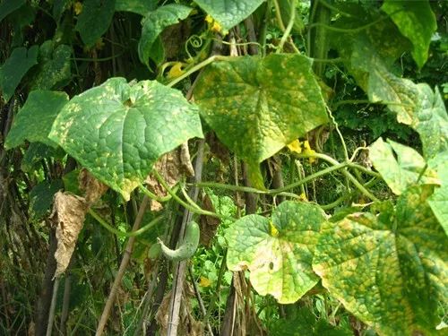 农作物灰霉病怎么防治,作物黑腐病