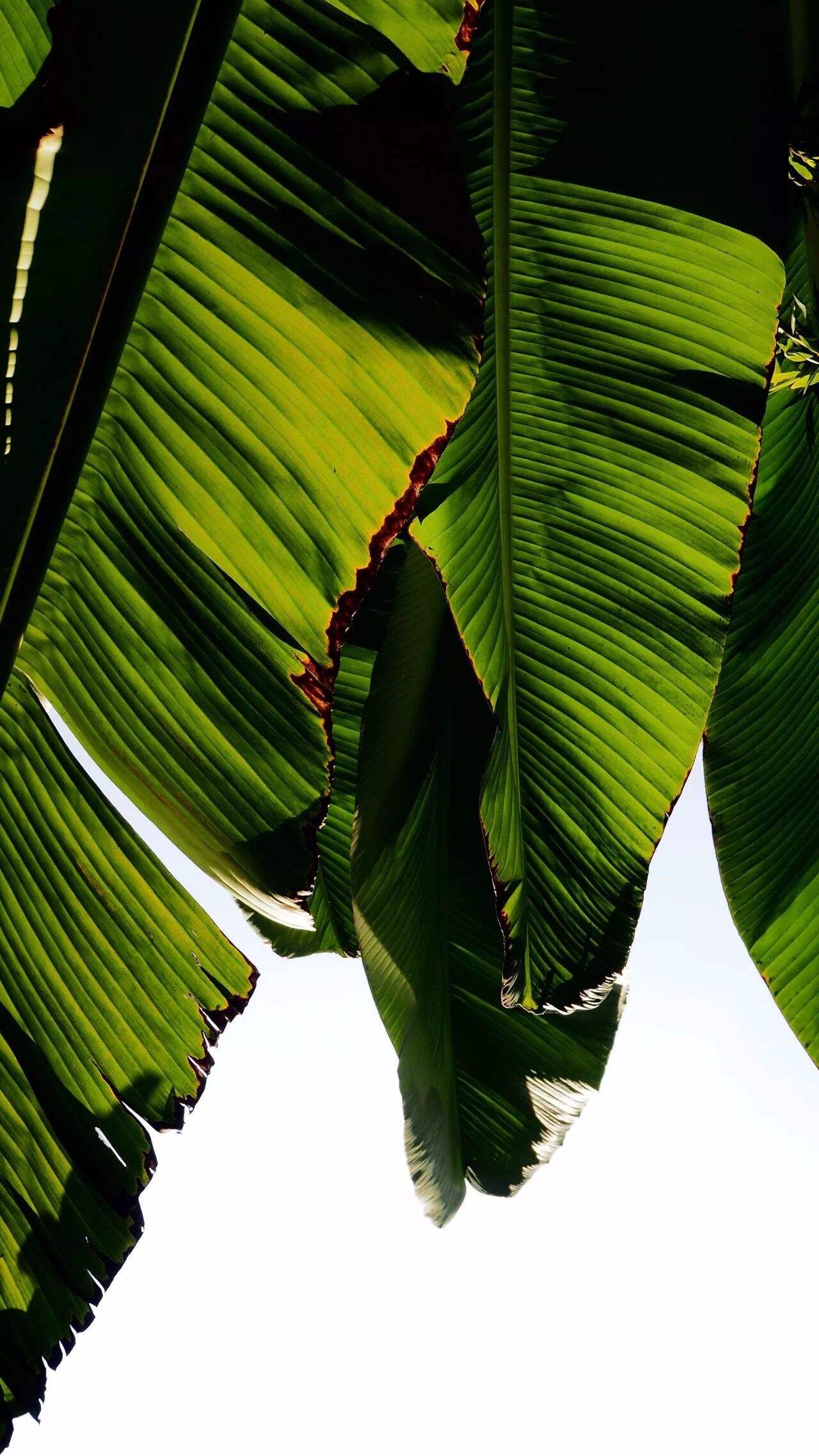 选一款吧！从此攀大就掌握在你手里了！