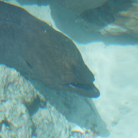 马尔代夫神仙珊瑚岛攻略,马尔代夫神仙珊瑚岛视频