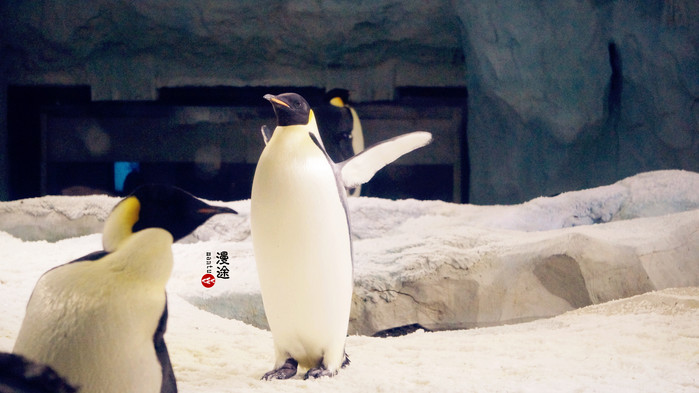 新年广州珠海长隆游记,广州珠海长隆澳门自由行攻略