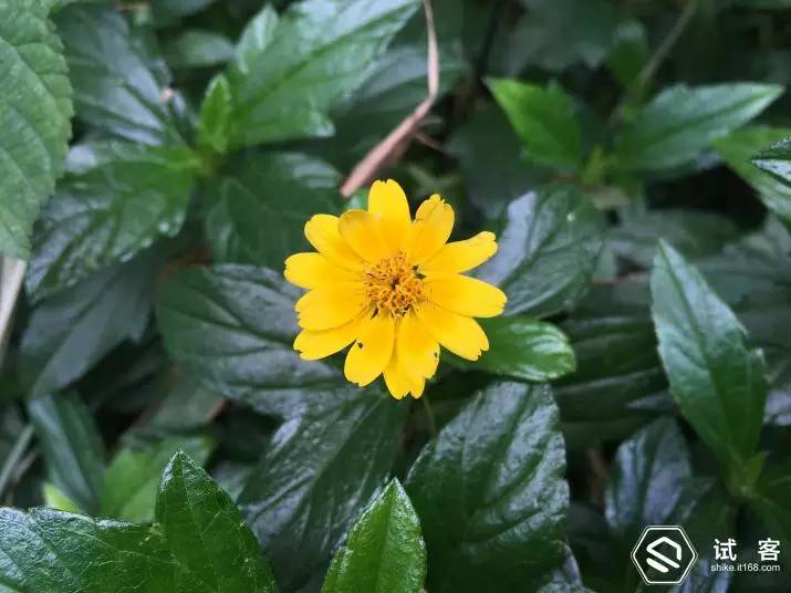 iphone6s测试视频,iphone6试用机