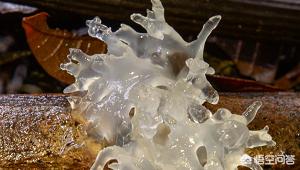 常吃银耳会湿气重吗,常吃银耳的好处和坏处