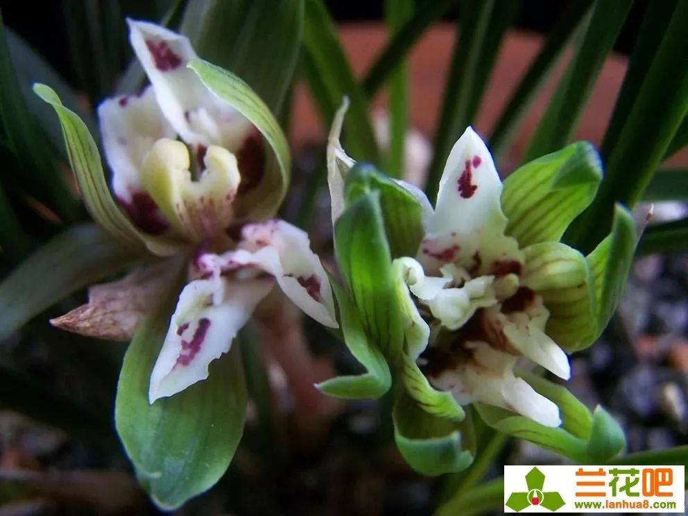 春兰四喜多少钱一盆,春兰四喜蝶优缺点