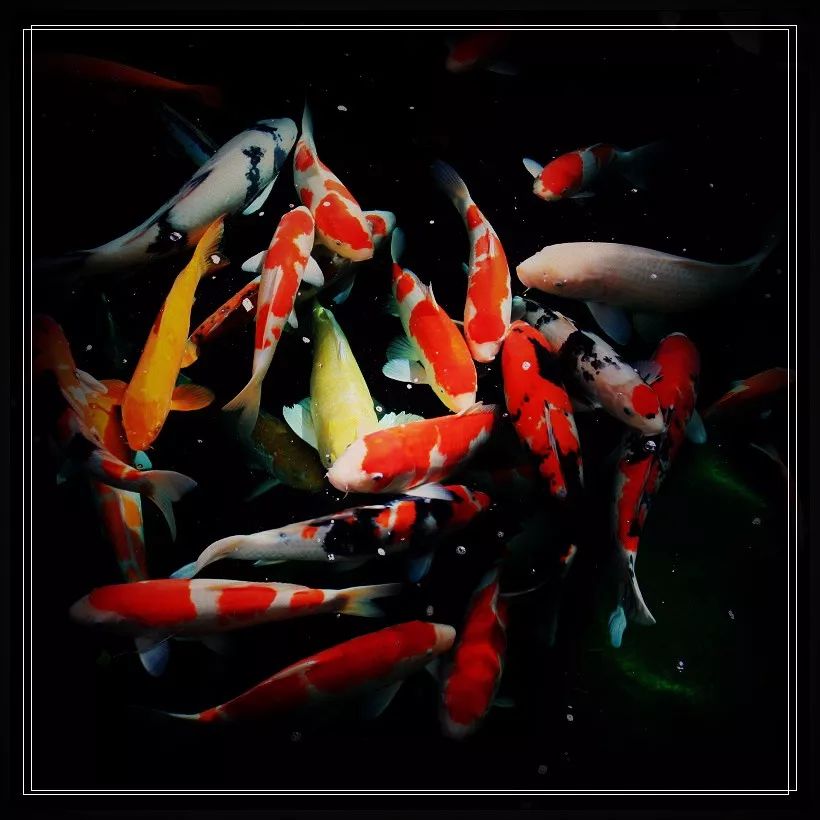 锦鲤生病喜欢头朝下什么原因,锦鲤生病的症状的图片大全