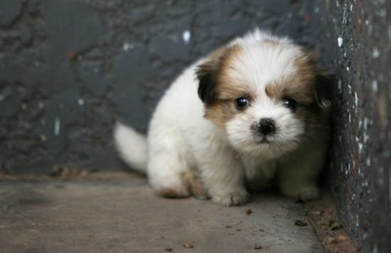 狗狗的听觉有问题怎么办,狗狗听力