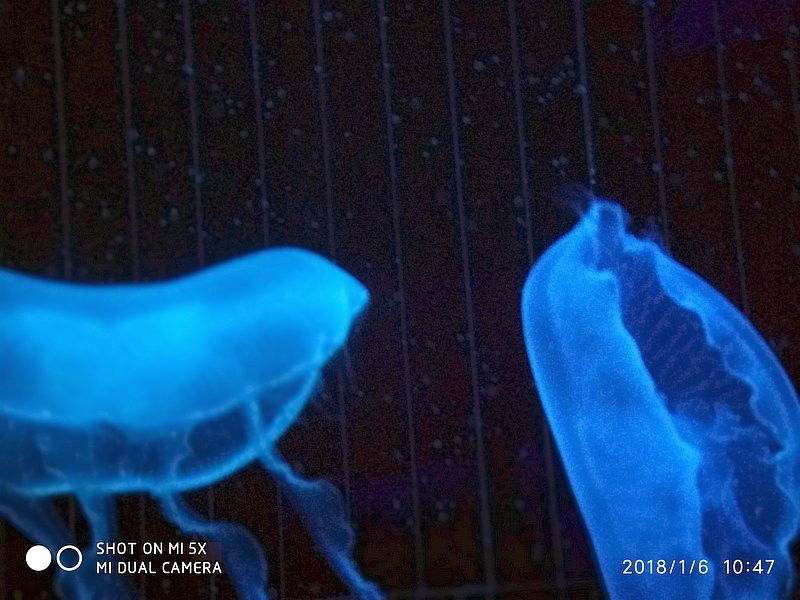 自驾安徽行13天——第一篇开封东京极地海洋馆