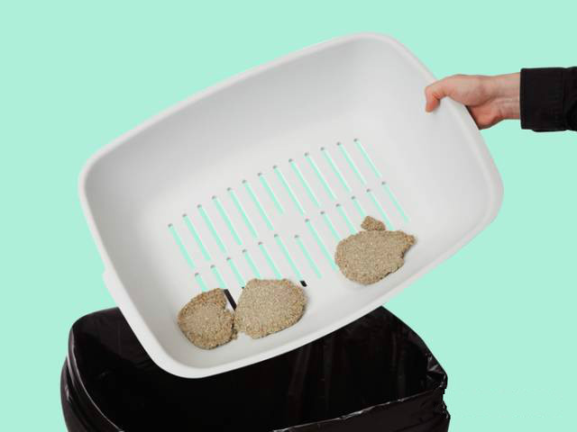 猫奴福音,猫奴拯救猫咪