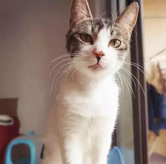 2021年上海领养狗狗,上海领养小动物的地方