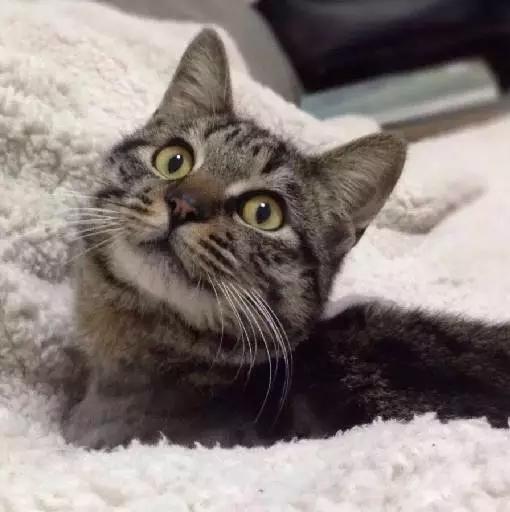 2021年上海领养狗狗,上海领养小动物的地方