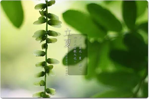 却是石榴知立夏,却是石榴知立夏年年花开什么意思