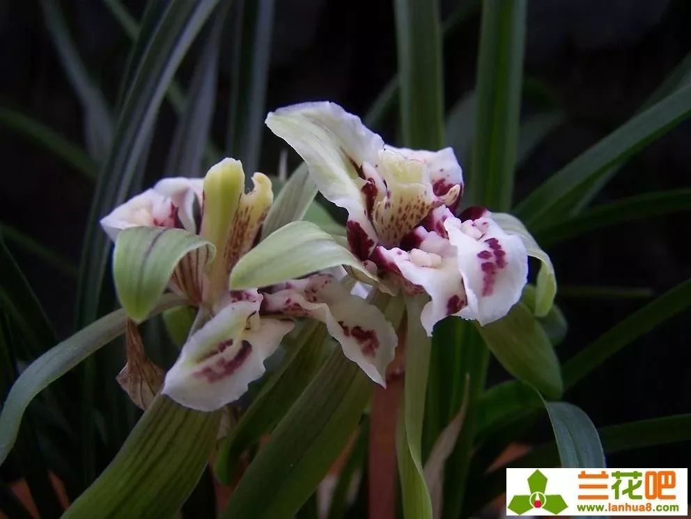 四喜蝶图片春兰,春兰叶蝶图片及价格