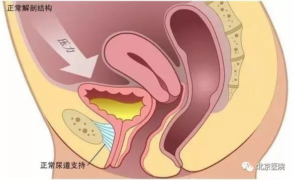京医科普｜关紧身体的“阀门”，从孕前就要开始准备了！