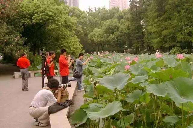 上海100个公园图片,上海有哪些免费的国家级公园