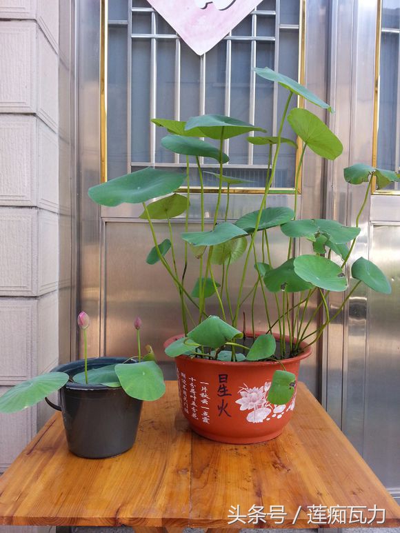 荷花种在桶里再放在缸里,碗莲这种放在碗里就能开花的荷花