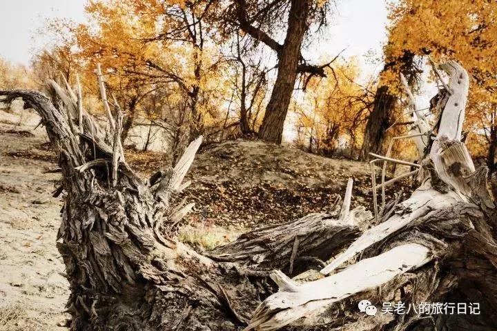 去大西北旅行的感悟,去西北旅行的感悟