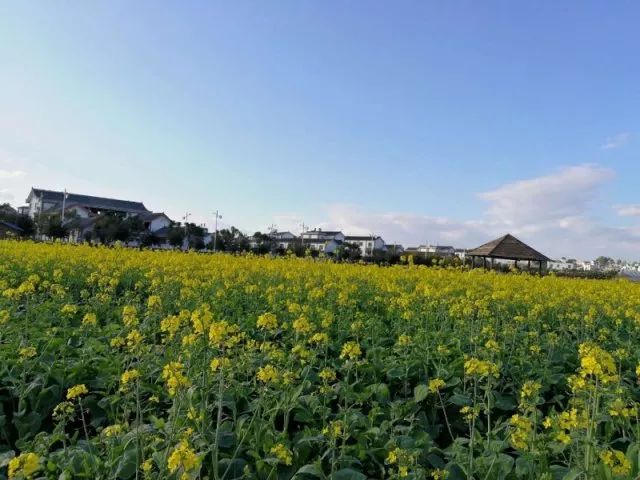 蒙自尼苏小镇有油菜花吗,蒙自尼苏小镇现在有花吗