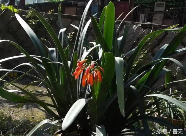 常见花卉盆栽图片大全及花名,常见园林花卉图片及名称简介