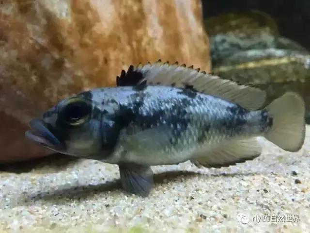 「鱼标本戏说非洲慈鲷」第二章：威严庄重的坦湖酋长——大型炮弹