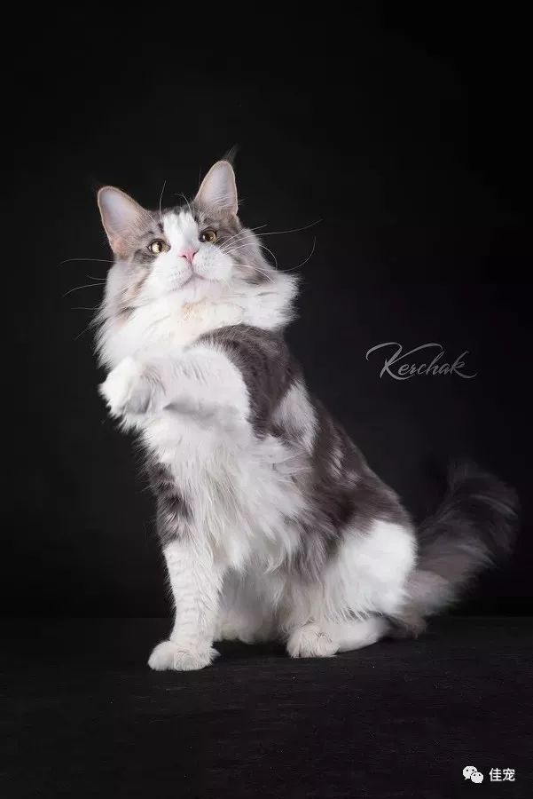 怎么选好的缅因猫,7000的缅因猫vs10000的缅因猫