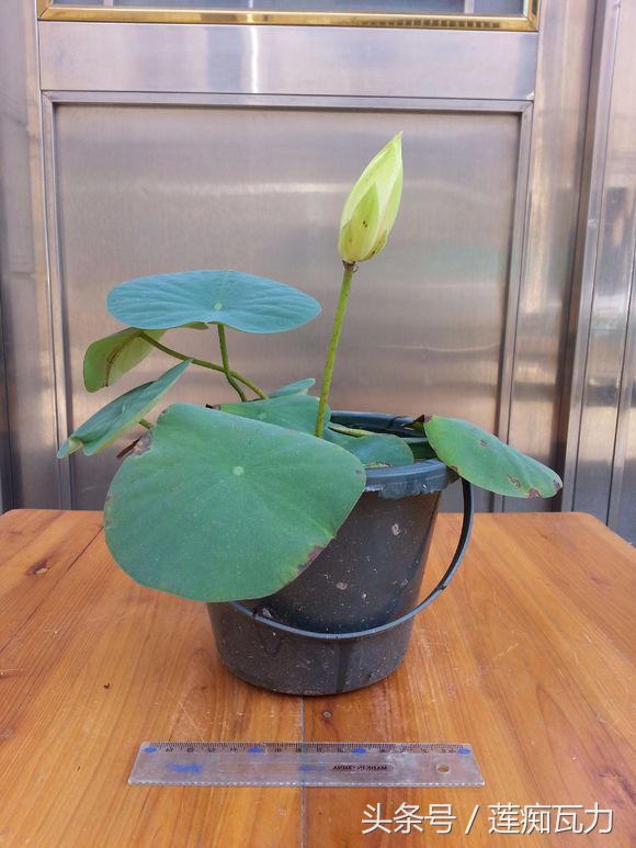 荷花种在桶里再放在缸里,碗莲这种放在碗里就能开花的荷花