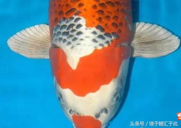 锦鲤的尾鳍什么样的好看呢视频,锦鲤为什么要看手鳍