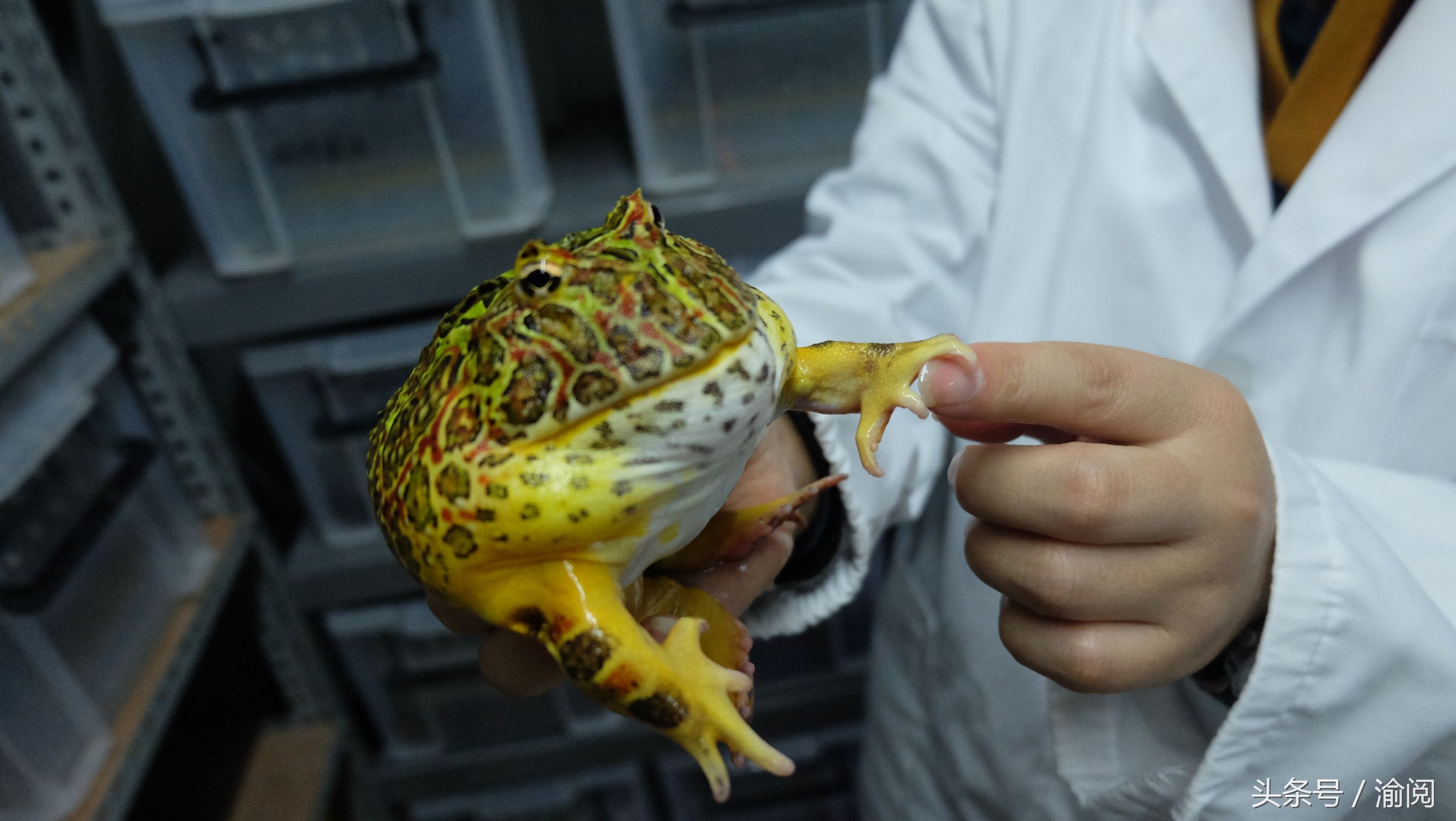 策划｜重庆崽儿养宠物蛙十年花近百万