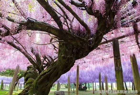日本浪漫樱花之旅,日本樱花之旅
