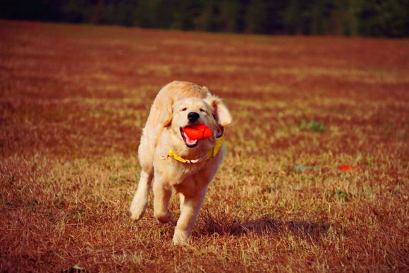 花了600买一只羊,花600买了只猫