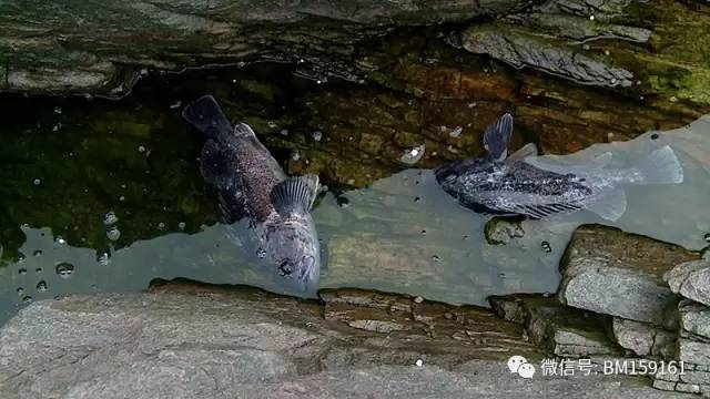 高手在民间三秒速记1000字,高手在民间三秒记一千字