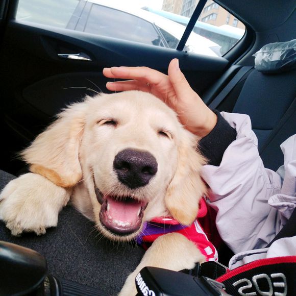 花了600买一只羊,花600买了只猫