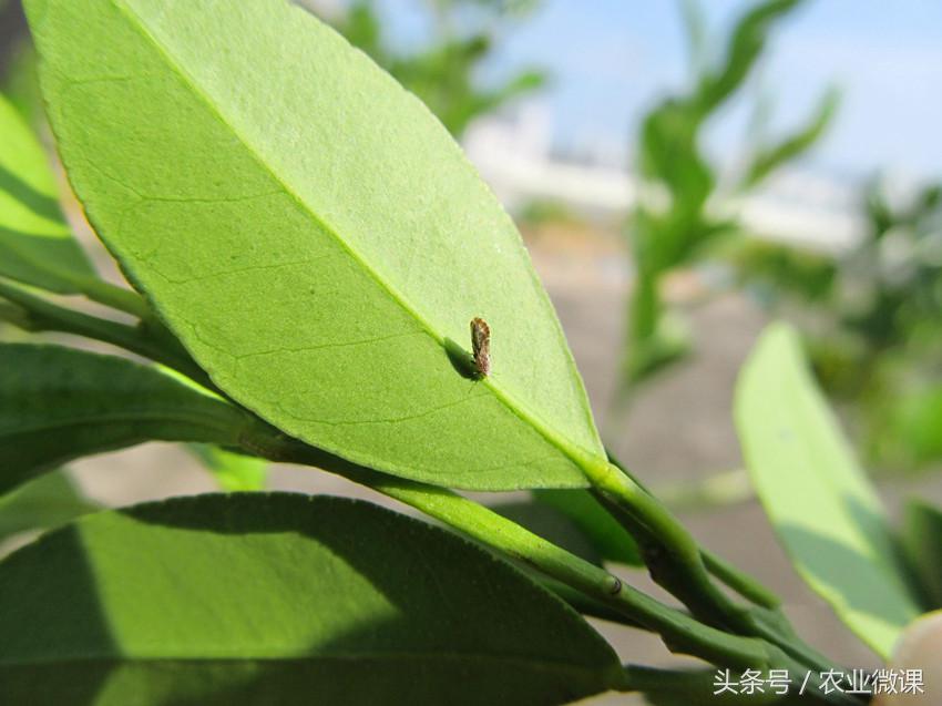 橘树生虫用什么药防治,八种害虫