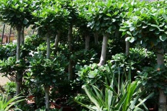 金钱榕养殖方法及注意事项,金钱榕叶子掉光了怎么处理