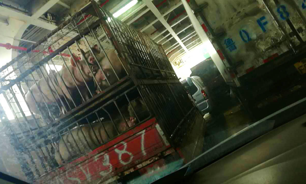 今年第一次钓海鲈鱼,最新钓七星鱼视频