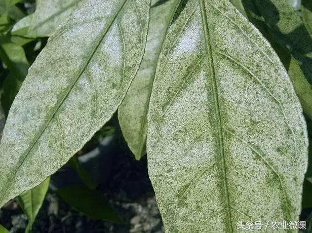 橘树生虫用什么药防治,八种害虫