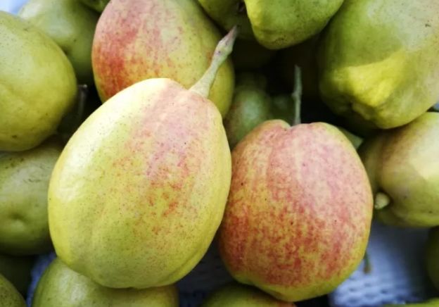 如何区分库尔勒香梨的真假,库尔勒正宗香梨等级区分