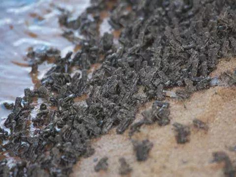 澳洲大量狗舔蟾蜍上瘾,狗狗舔到蟾蜍有没有事