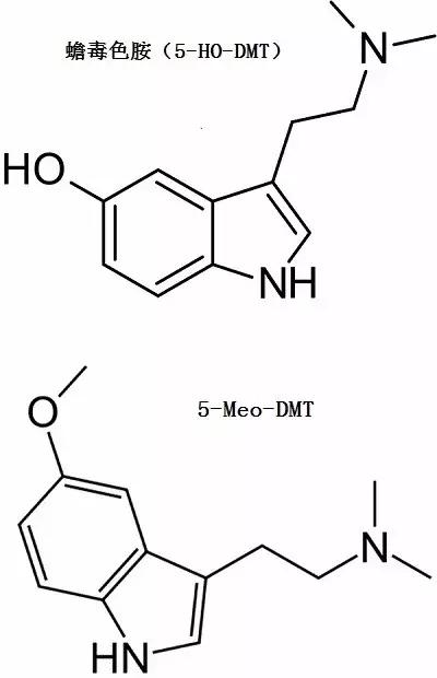 澳洲大量狗舔蟾蜍上瘾,狗狗舔到蟾蜍有没有事
